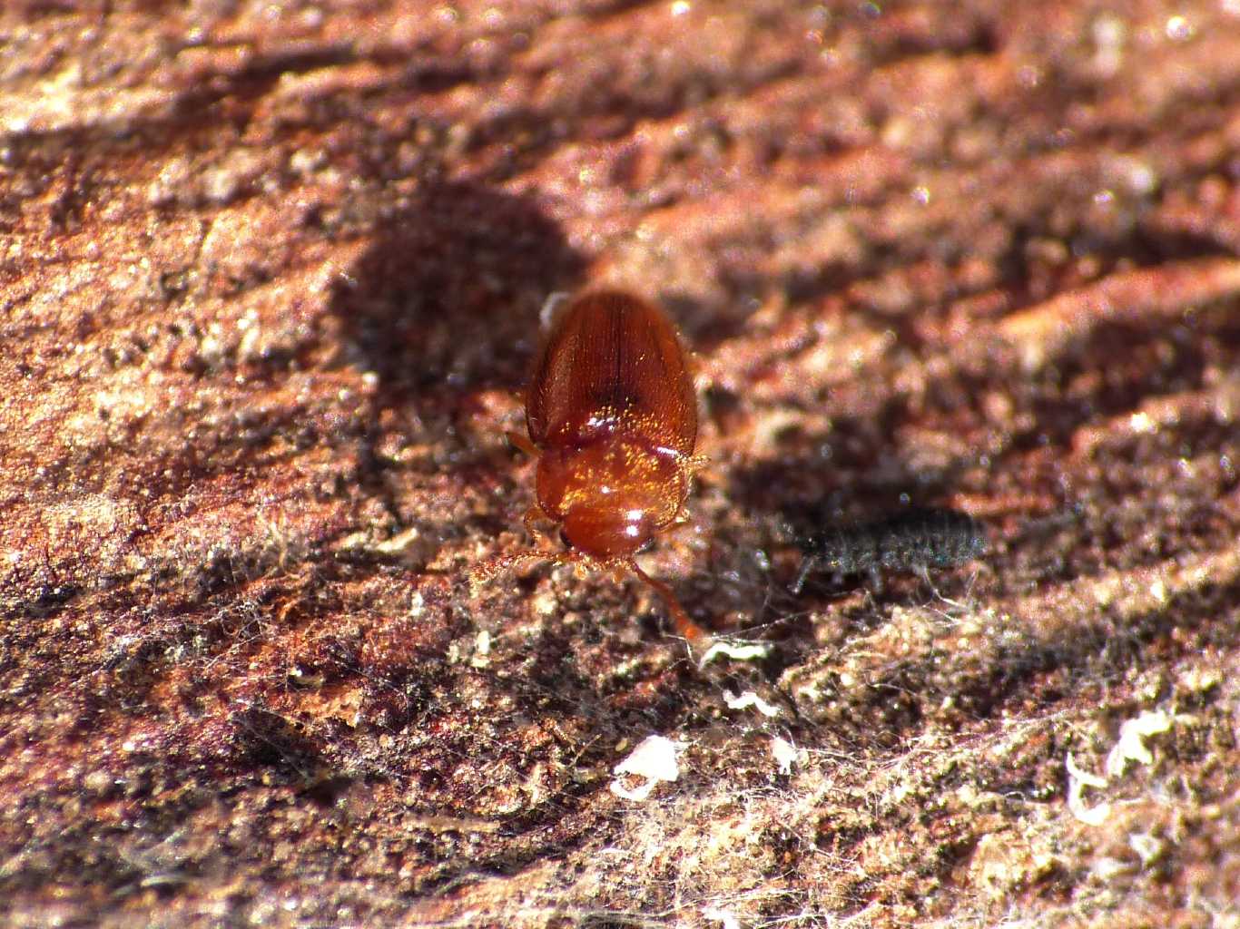 Rhyzobius sp. (Coccinellidae)